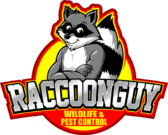 Raccoon Guy